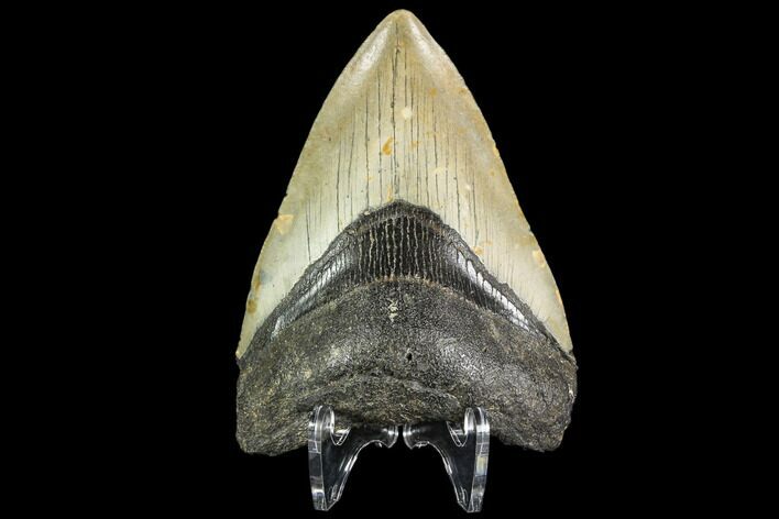 Fossil Megalodon Tooth - North Carolina #109541